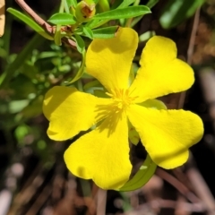 Hibbertia linearis (Showy Guinea Flower) at Narrawallee Foreshore and Reserves Bushcare Group - 29 Dec 2021 by trevorpreston