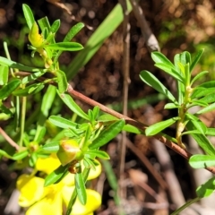 Hibbertia linearis at Narrawallee, NSW - 29 Dec 2021