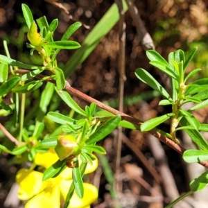 Hibbertia linearis at Narrawallee, NSW - 29 Dec 2021 10:25 AM