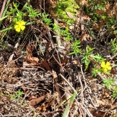 Hibbertia linearis at Narrawallee, NSW - 29 Dec 2021 10:25 AM