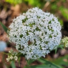 Platysace lanceolata (Shrubby Platysace) at Narrawallee Foreshore and Reserves Bushcare Group - 28 Dec 2021 by trevorpreston