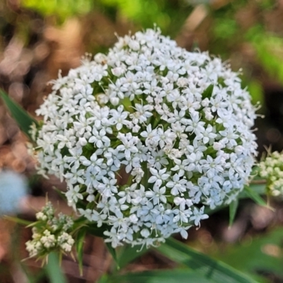 Platysace lanceolata (Shrubby Platysace) at Garrad Reserve Walking Track - 29 Dec 2021 by trevorpreston