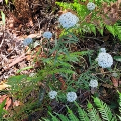 Platysace lanceolata at Narrawallee, NSW - 29 Dec 2021 10:24 AM