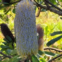 Banksia serrata (Saw Banksia) at Garrads Reserve Narrawallee - 28 Dec 2021 by tpreston