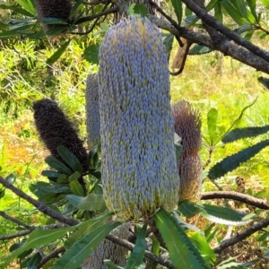 Banksia serrata at Narrawallee, NSW - 29 Dec 2021 10:22 AM