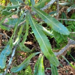 Banksia serrata at Narrawallee, NSW - 29 Dec 2021 10:22 AM