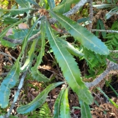 Banksia serrata at Narrawallee, NSW - 29 Dec 2021