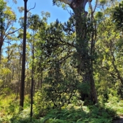 Banksia serrata at Narrawallee, NSW - 29 Dec 2021 10:22 AM