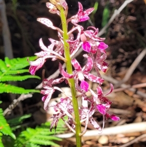 Dipodium variegatum at Narrawallee, NSW - 29 Dec 2021