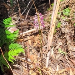 Dipodium variegatum at Narrawallee, NSW - 29 Dec 2021