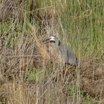 Egretta novaehollandiae (White-faced Heron) at Mount Fairy, NSW - 28 Dec 2021 by SteveBorkowskis