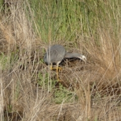 Egretta novaehollandiae at Mount Fairy, NSW - suppressed