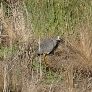 Egretta novaehollandiae at Mount Fairy, NSW - suppressed