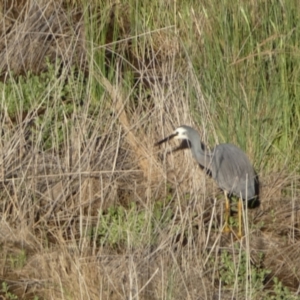 Egretta novaehollandiae at Mount Fairy, NSW - suppressed