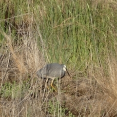 Egretta novaehollandiae at Mount Fairy, NSW - suppressed