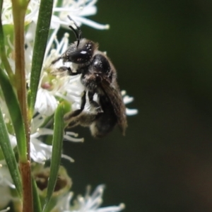 Leioproctus sp. (genus) at Cook, ACT - 28 Dec 2021