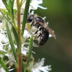 Leioproctus sp. (genus) at Cook, ACT - 28 Dec 2021