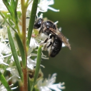 Leioproctus sp. (genus) at Cook, ACT - 28 Dec 2021