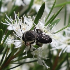 Leioproctus sp. (genus) at Cook, ACT - 28 Dec 2021