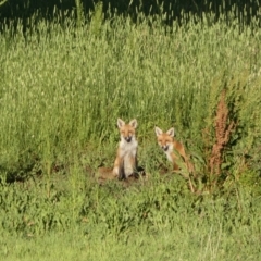 Vulpes vulpes (Red Fox) at Mount Fairy, NSW - 28 Dec 2021 by SteveBorkowskis