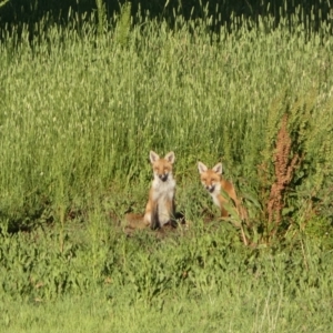 Vulpes vulpes at Mount Fairy, NSW - 28 Dec 2021