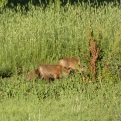 Vulpes vulpes at Mount Fairy, NSW - 28 Dec 2021