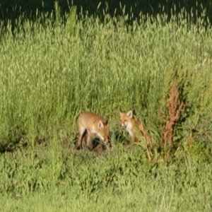 Vulpes vulpes at Mount Fairy, NSW - 28 Dec 2021