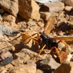 Cryptocheilus bicolor (Orange Spider Wasp) at Jerrabomberra, NSW - 28 Dec 2021 by Steve_Bok