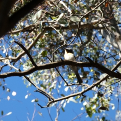 Myiagra rubecula (Leaden Flycatcher) at Jerrabomberra, NSW - 29 Dec 2021 by SteveBorkowskis