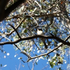 Myiagra rubecula (Leaden Flycatcher) at Mount Jerrabomberra - 28 Dec 2021 by Steve_Bok