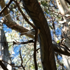 Myiagra rubecula at Jerrabomberra, NSW - 29 Dec 2021