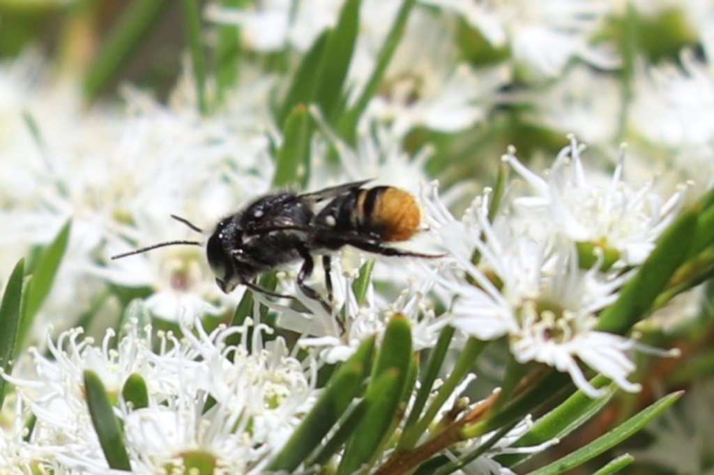 Megachile (Hackeriapis) rhodura at Cook, ACT - 28 Dec 2021