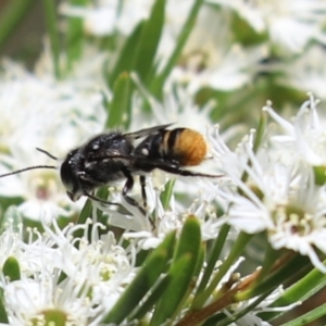 Megachile (Hackeriapis) rhodura at Cook, ACT - 28 Dec 2021