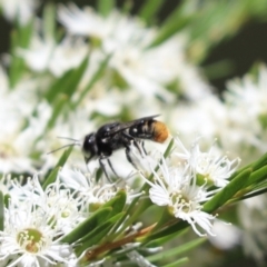 Megachile (Hackeriapis) rhodura at Cook, ACT - 28 Dec 2021