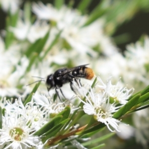 Megachile (Hackeriapis) rhodura at Cook, ACT - 28 Dec 2021