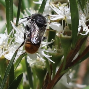 Megachile (Hackeriapis) rhodura at Cook, ACT - 28 Dec 2021