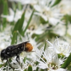 Megachile (Hackeriapis) rhodura at Cook, ACT - 28 Dec 2021