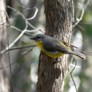 Eopsaltria australis at Jerrabomberra, NSW - 29 Dec 2021