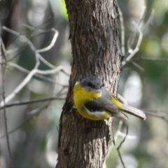 Eopsaltria australis at Jerrabomberra, NSW - 29 Dec 2021