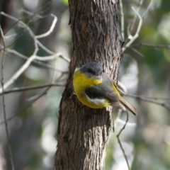 Eopsaltria australis at Jerrabomberra, NSW - 29 Dec 2021