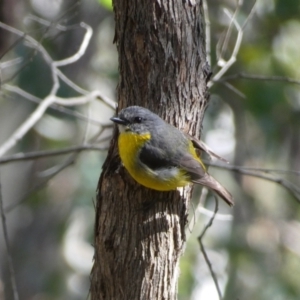 Eopsaltria australis at Jerrabomberra, NSW - 29 Dec 2021