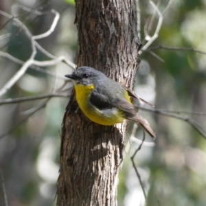 Eopsaltria australis at Jerrabomberra, NSW - 29 Dec 2021