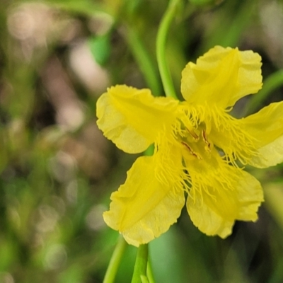 Liparophyllum exaltatum (Erect Marshflower) at Garrad Reserve Walking Track - 29 Dec 2021 by trevorpreston