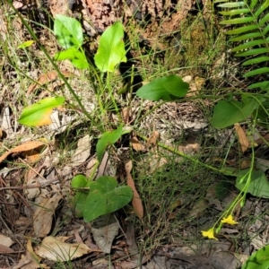 Liparophyllum exaltatum at Narrawallee, NSW - 29 Dec 2021 10:18 AM