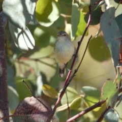 Smicrornis brevirostris (Weebill) at Jerrabomberra, NSW - 29 Dec 2021 by SteveBorkowskis