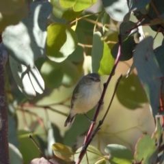 Smicrornis brevirostris at Jerrabomberra, NSW - 29 Dec 2021