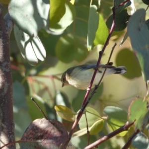 Smicrornis brevirostris at Jerrabomberra, NSW - 29 Dec 2021 07:59 AM