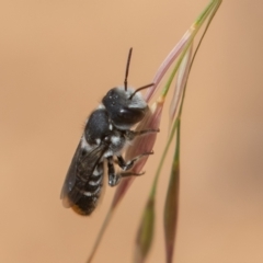 Megachile (Hackeriapis) oblonga (A Megachild bee) at Symonston, ACT - 28 Dec 2021 by rawshorty