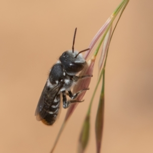 Megachile (Hackeriapis) oblonga at Symonston, ACT - 28 Dec 2021