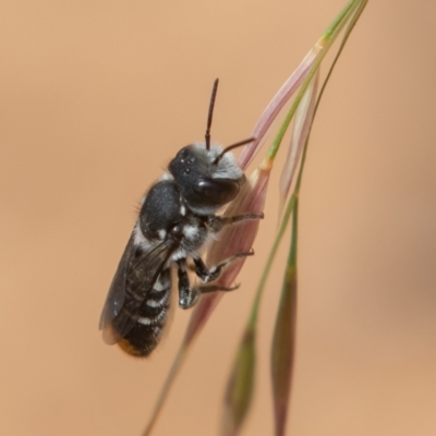 Megachile (Hackeriapis) oblonga (A Megachild bee) at Symonston, ACT - 28 Dec 2021 by rawshorty